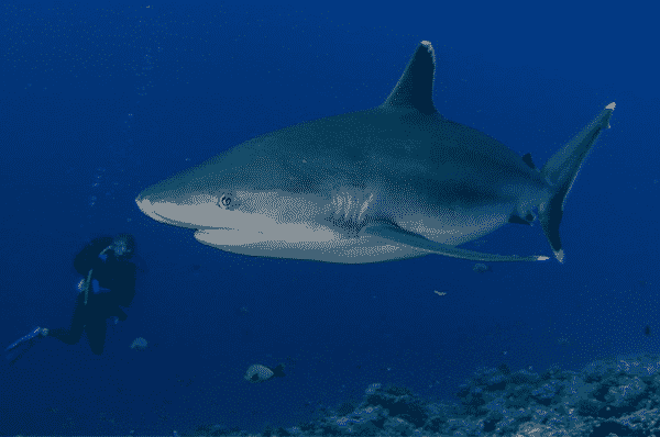 Buceador nadando con tiburón de puntas plateadas