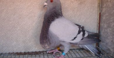 Buchón Jiennense