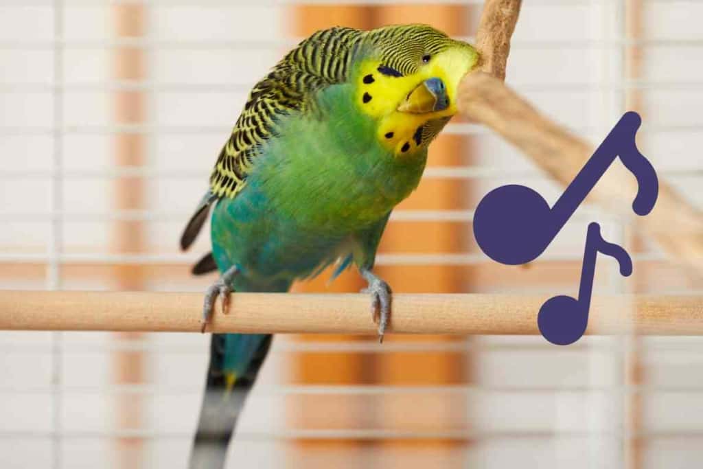Los periquitos y la música: Cantar, bailar, pinchar y ¡más explicaciones! 3 Los periquitos y la música 3 Los periquitos y la música: Canto, Baile, DJ, ¡Y Más Explicaciones!