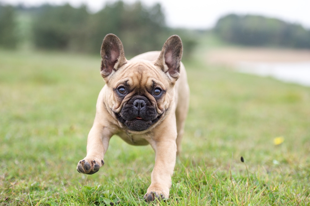 Bulldog francés