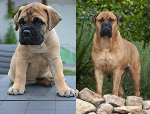 Bullmastiff