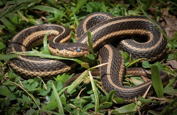 Liga de Butler (a punto de desprenderse) en primer plano sobre la hierba