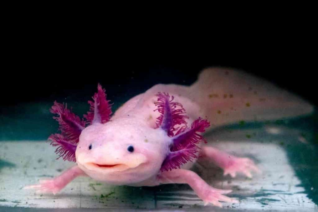 Los 8 mejores vendedores de axolotl en Florida 2 Comprar Un Axolotl En Florida 1 1 Los 8 Mejores Vendedores De Axolotl En Florida