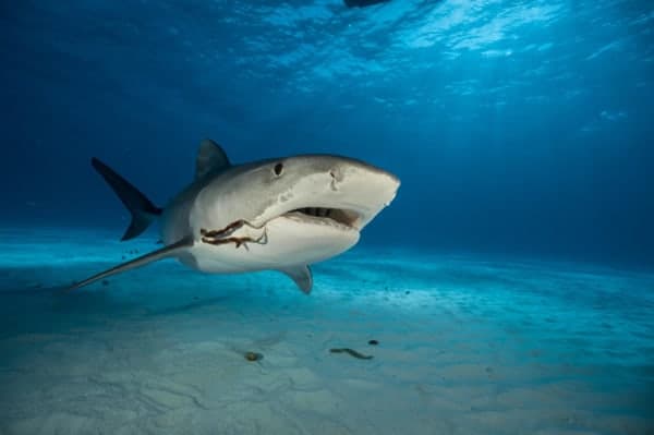 Cómo cazan los tiburones tigres