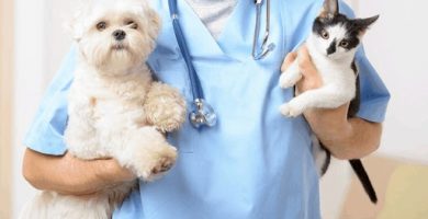 Cada‌ ‌cuánto‌ ‌debo‌ ‌llevar‌ ‌a‌ ‌mi‌ ‌mascota‌ ‌al‌ ‌veterinario