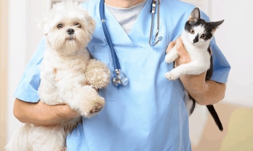 Cada‌ ‌cuánto‌ ‌debo‌ ‌llevar‌ ‌a‌ ‌mi‌ ‌mascota‌ ‌al‌ ‌veterinario