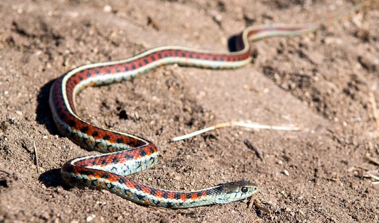 Liga de lado rojo de California en la arena
