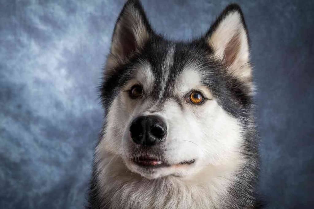 ¿Se puede afeitar a un husky? ¿Es peligroso? 2 ¿Se puede afeitar a un husky? 1 1 ¿Se puede afeitar a un husky? ¿Es peligroso?