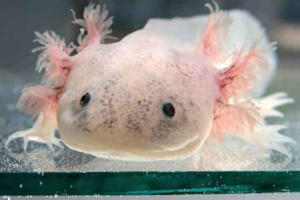 ¿Pueden los axolotl salir del agua? 4 razones por las que no deberían 2 ¿Pueden los ajolotes salir del agua 1 1 ¿Pueden los ajolotes salir del agua? 4 razones por las que no deberían
