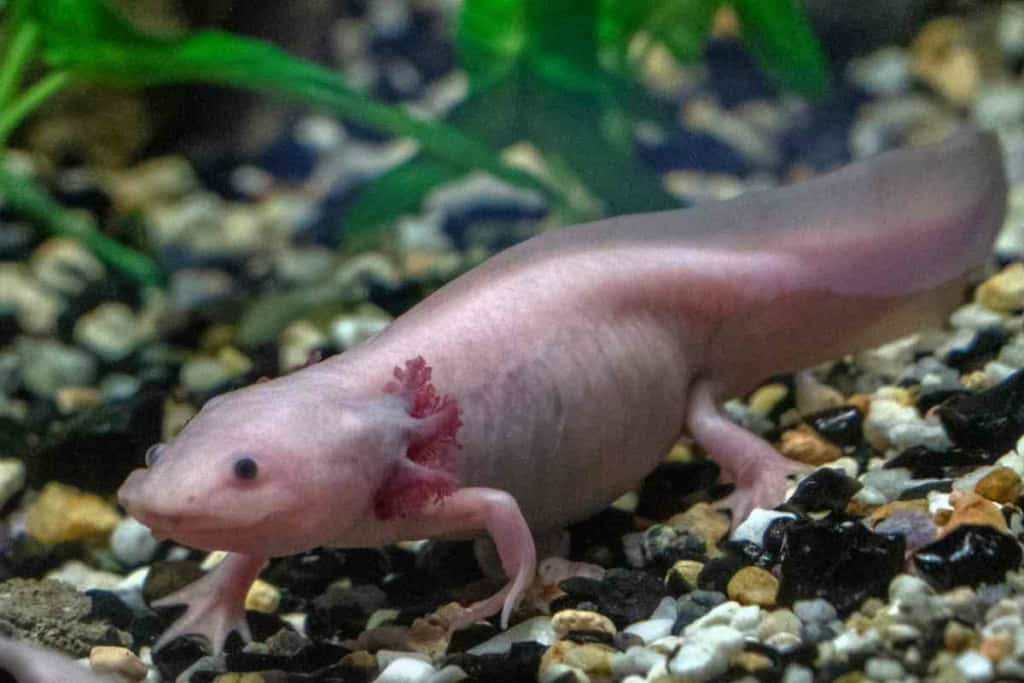 ¿Pueden los axolotl salir del agua? 4 razones por las que no deberían 3 ¿Pueden los ajolotes salir del agua 2 ¿Pueden los ajolotes salir del agua? 4 razones por las que no deberían