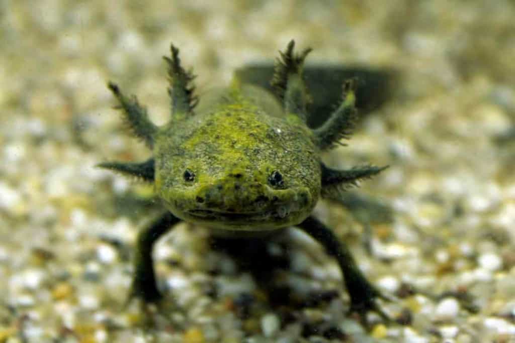 ¿Pueden los axolotl salir del agua? 4 razones por las que no deberían 4 ¿Pueden los Axolotl salir del agua? 3 ¿Pueden los Axolotl salir del agua? 4 razones por las que no deberían