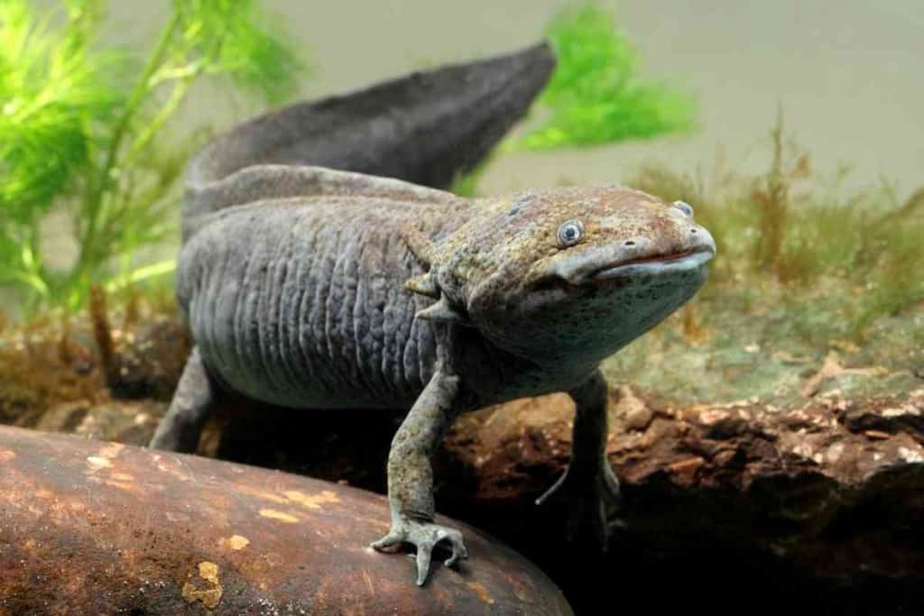 ¿Pueden los axolotl deprimirse? ¡Señales de que su Axolotl necesita ayuda! 2 ¿Pueden los axolotl deprimirse 1 1 ¿Pueden los axolotl deprimirse? Señales de que su ajolote necesita ayuda