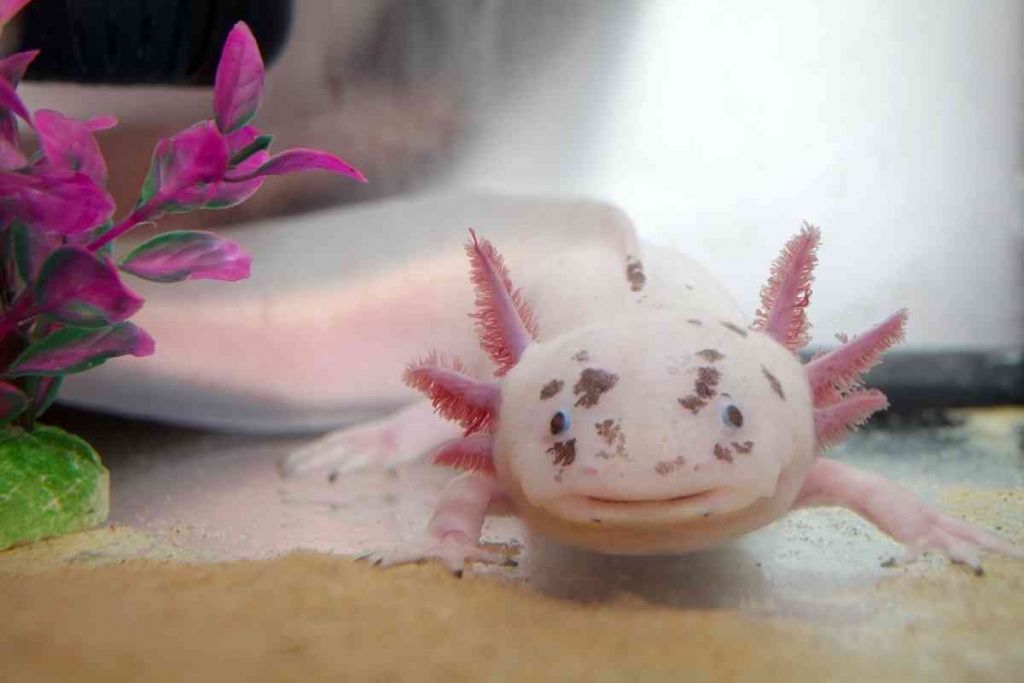 ¿Puede un axolotl contraer la enfermedad? ¡Explicado! 2 ¿Puede un Axolotl obtener Ich 1 1 ¿Puede un Axolotl obtener Ich? ¡Explicado!