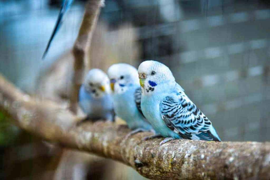 La guía definitiva para mantener periquitos y pollos juntos 2 Se puede mantener periquitos y pollos juntos 2 La guía definitiva para mantener periquitos y pollos juntos