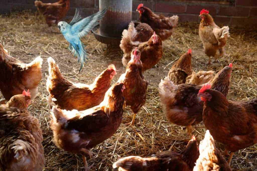 La guía definitiva para mantener periquitos y pollos juntos 3 Se Puede Mantener Periquitos y Gallinas Juntos 3 La Guía Definitiva Para Mantener Periquitos y Gallinas Juntos
