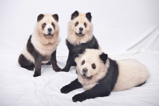 Características de los perros pandas