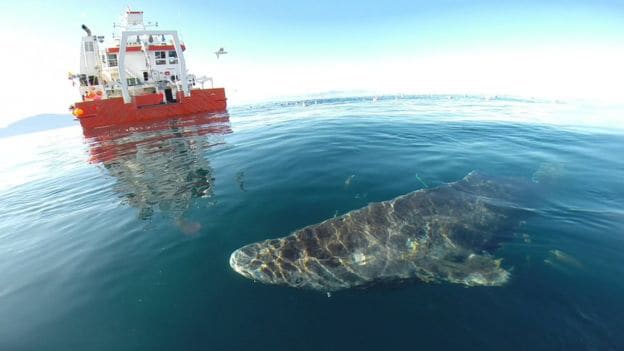 Características del tiburón Groenlandia