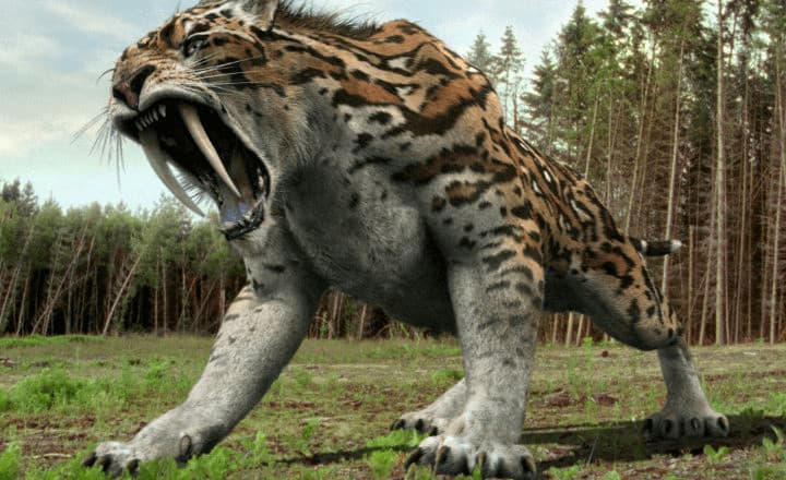 Características y comportamiento del tigre dientes de sable