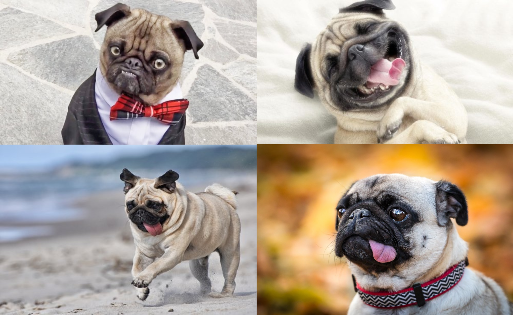 Carácter Pug Carlino