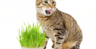 Catnip para gatos