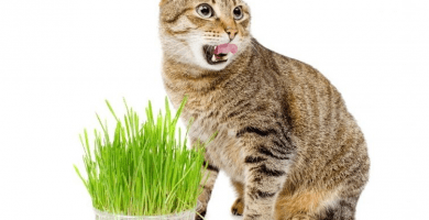 Catnip para gatos