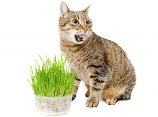 Catnip para gatos