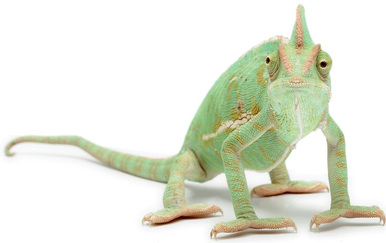 Chamaeleo calyptratus