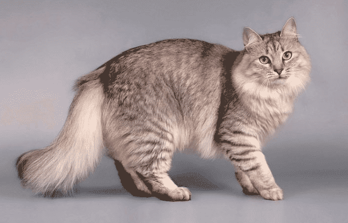 Chinchilla siberiana