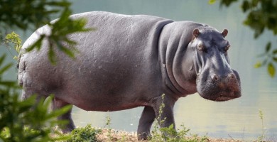 Cinco leones atacan un hipopótamo herido y no logran vencerlo