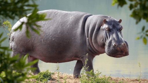 Cinco leones atacan un hipopótamo herido y no logran vencerlo