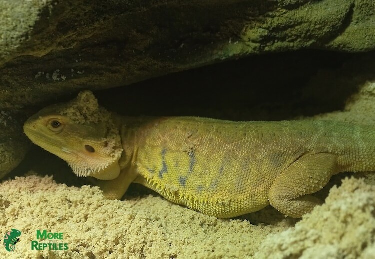 Clarice se esconde para encontrar algo de sombra