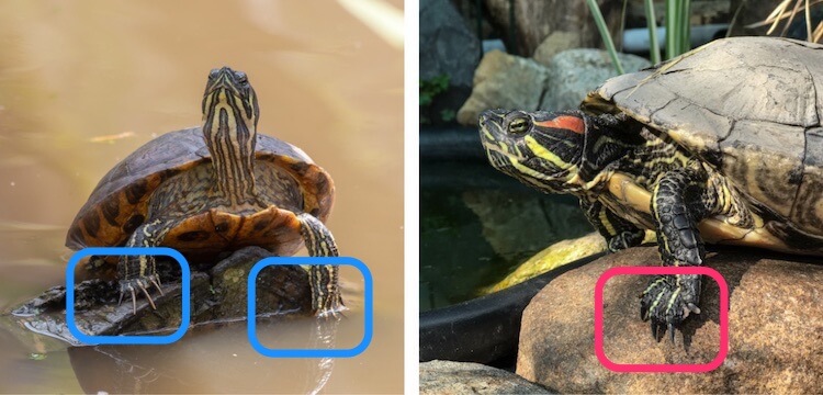 Longitud de las garras