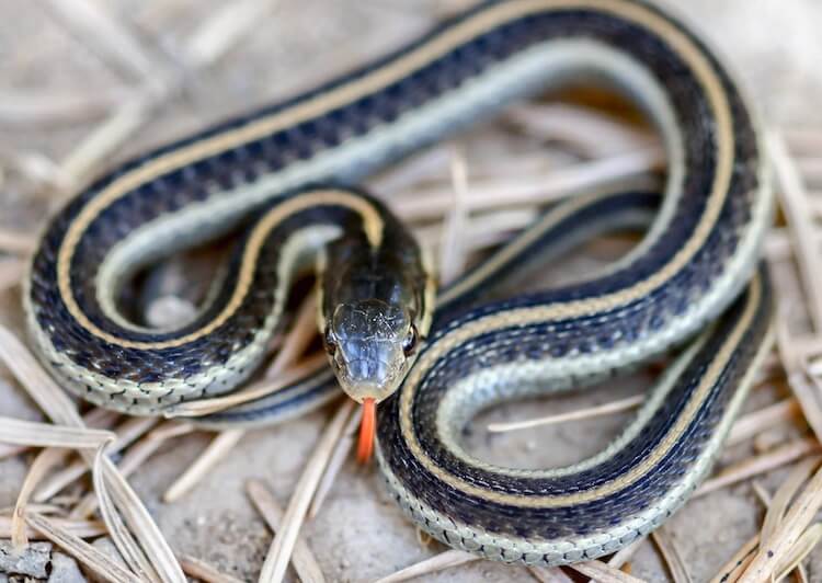 Primer plano de la liga costera en la tierra