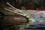 Cocodrilo Gavial del Ganges