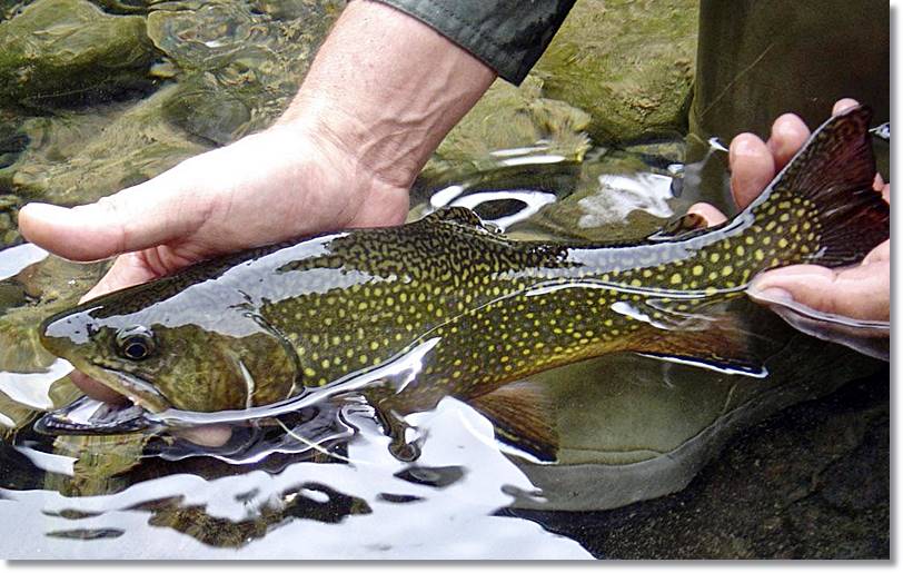 Colores del salvelinus