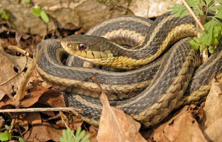 Lirio común acurrucado en unas hojas