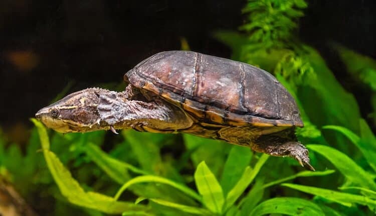 Tortuga almizclera común