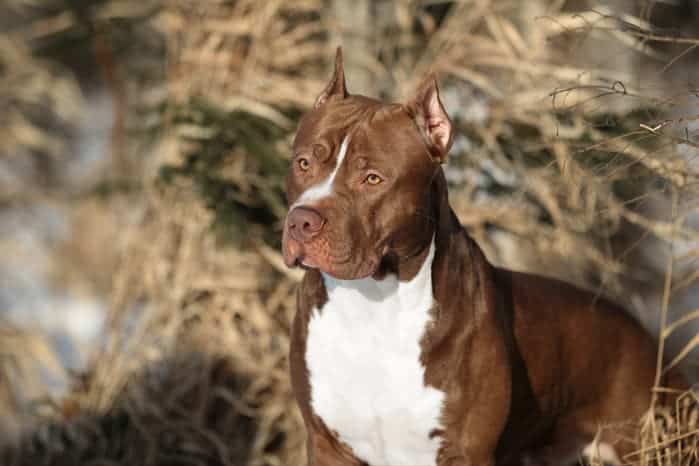 Comportamiento del American Pitbull Terrier