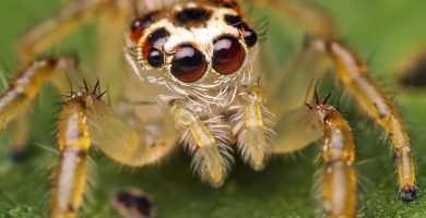 Conoce todo sobre la araña