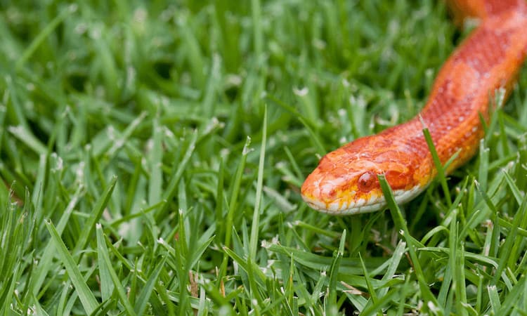 Serpiente de maíz con ojos rojos