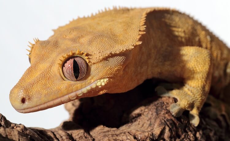 Correlophus ciliatus