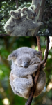 Crías Koalas