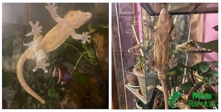 Crested Gecko Pre y Post Muda