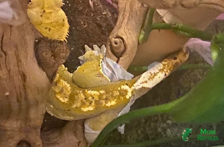 Gecko crestado con el cobertizo de alimentación atascado