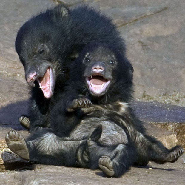 Crías osos tibetanos