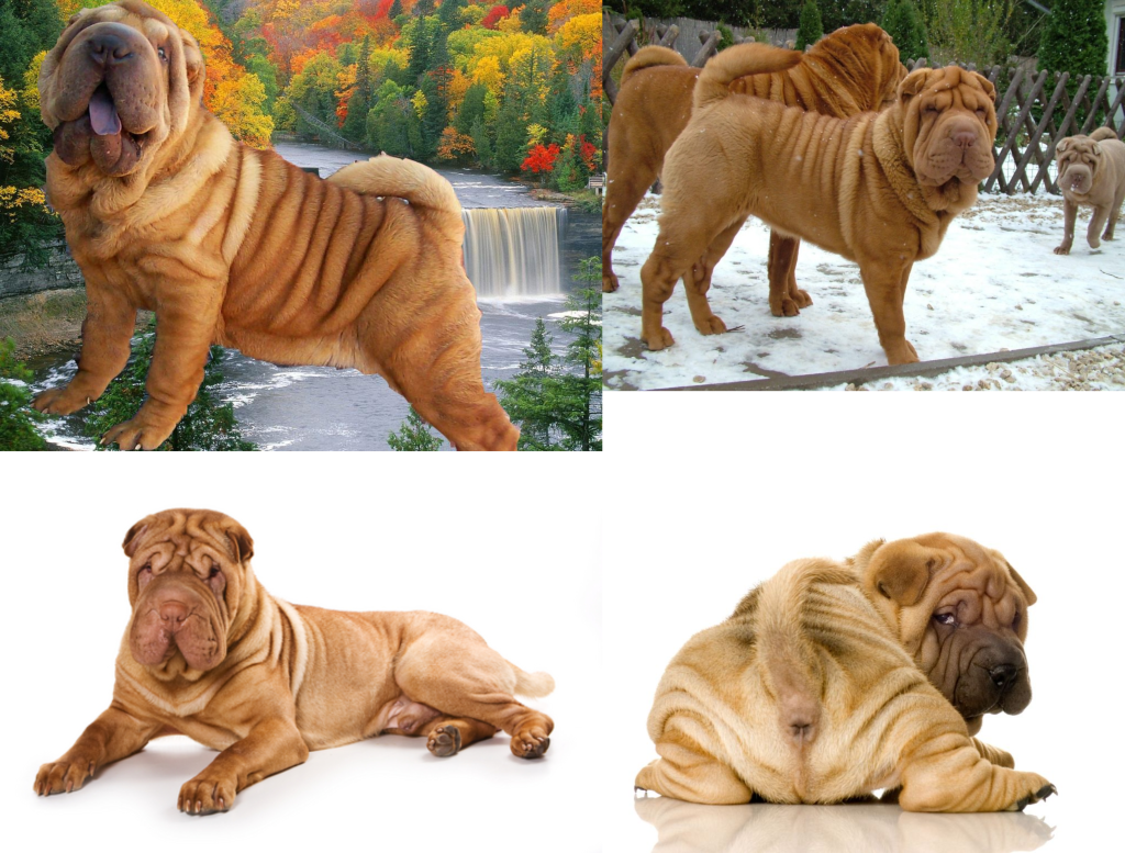 Cuidados del shar pei