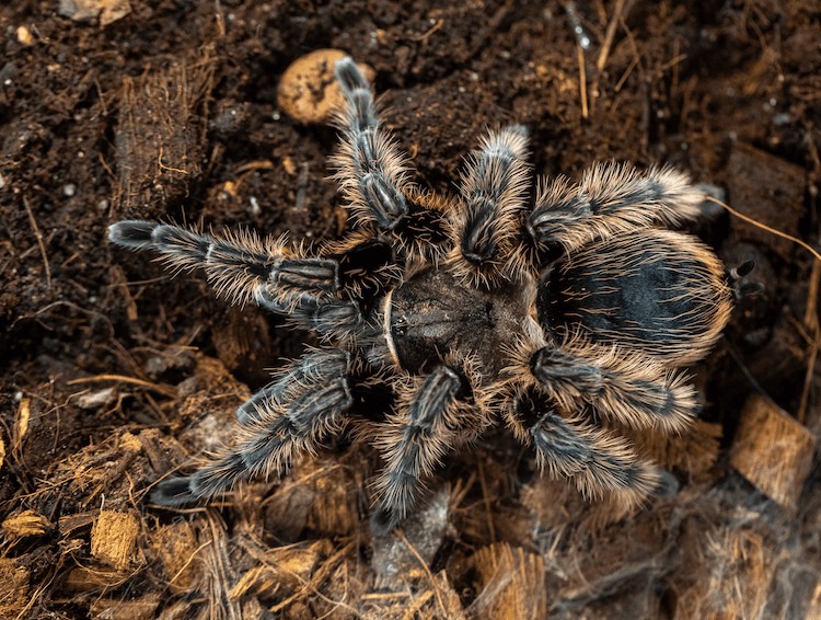 Tarántula de pelo rizado