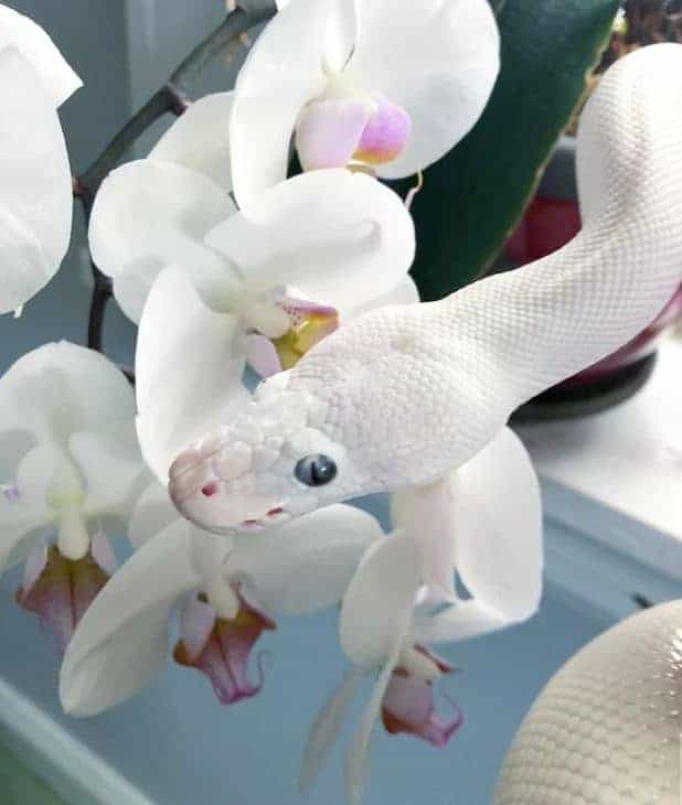 Hipnotizante pitón bola de ojos azules frente a las orquídeas