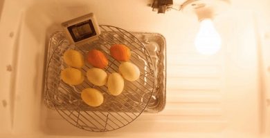 Cómo Construir Incubadoras Caseras Baratas