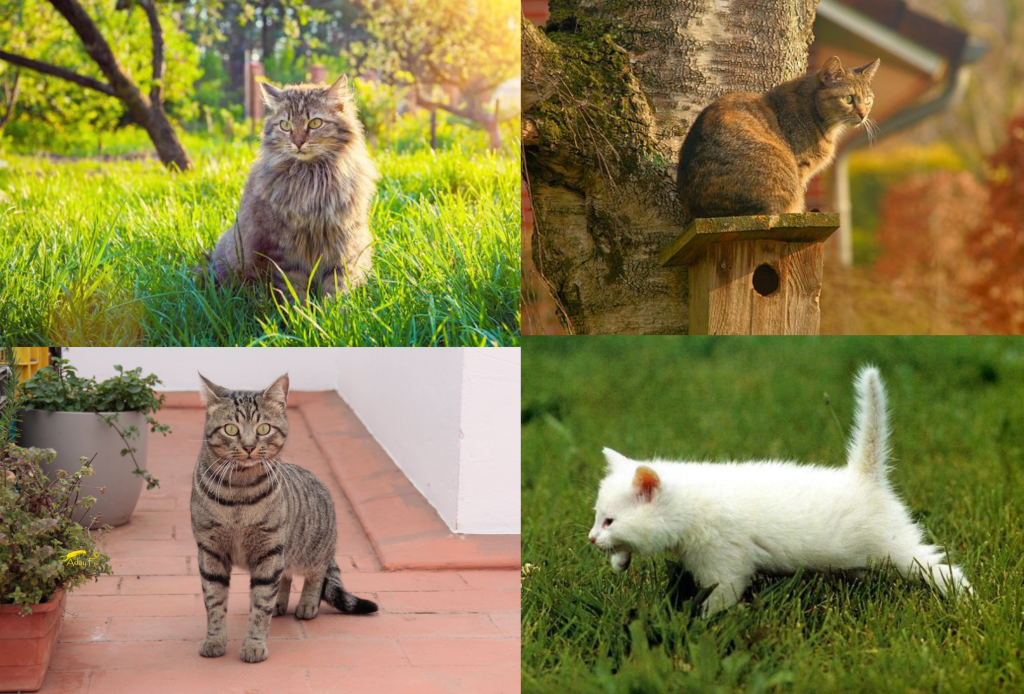 Cómo ahuyentar gatos